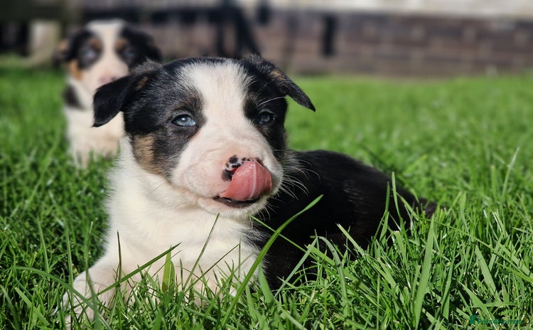 Border Collie dogs - Advert 1
