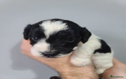 Cockapoo dogs for sale: F1 Cockapoos, Parti Roan. DNA HEALTH TESTED - Image 14