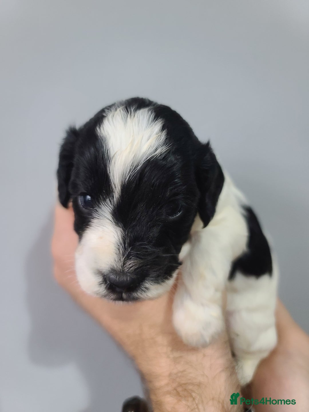 Cockapoo dogs for sale: F1 Cockapoos, Parti Roan. DNA HEALTH TESTED - Image 14
