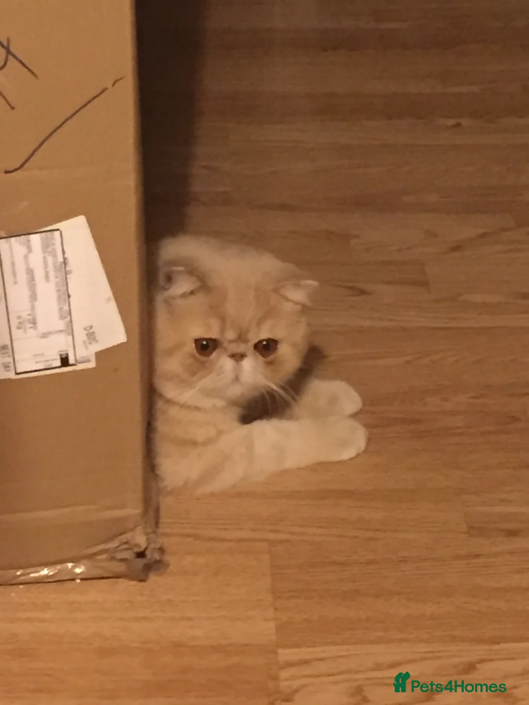 Exotic cats for stud: GCCF Registered Exotic Shorthair Stud- Proven Male - Advert 1