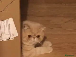 Exotic cats GCCF Registered Exotic Shorthair Stud- Proven Male - Advert 8