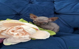Sphynx cats for sale: TICA Adorable Kittens❤️Parents HCM Clear  - Image 14