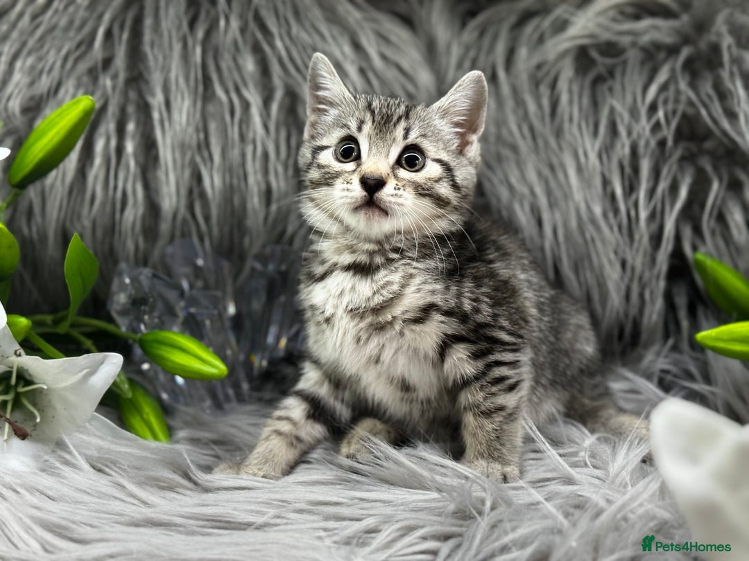 Egyptian Mau cats for sale: Exceptional Egyptian Mau & Bengal Kittens TICAreg - Image 7