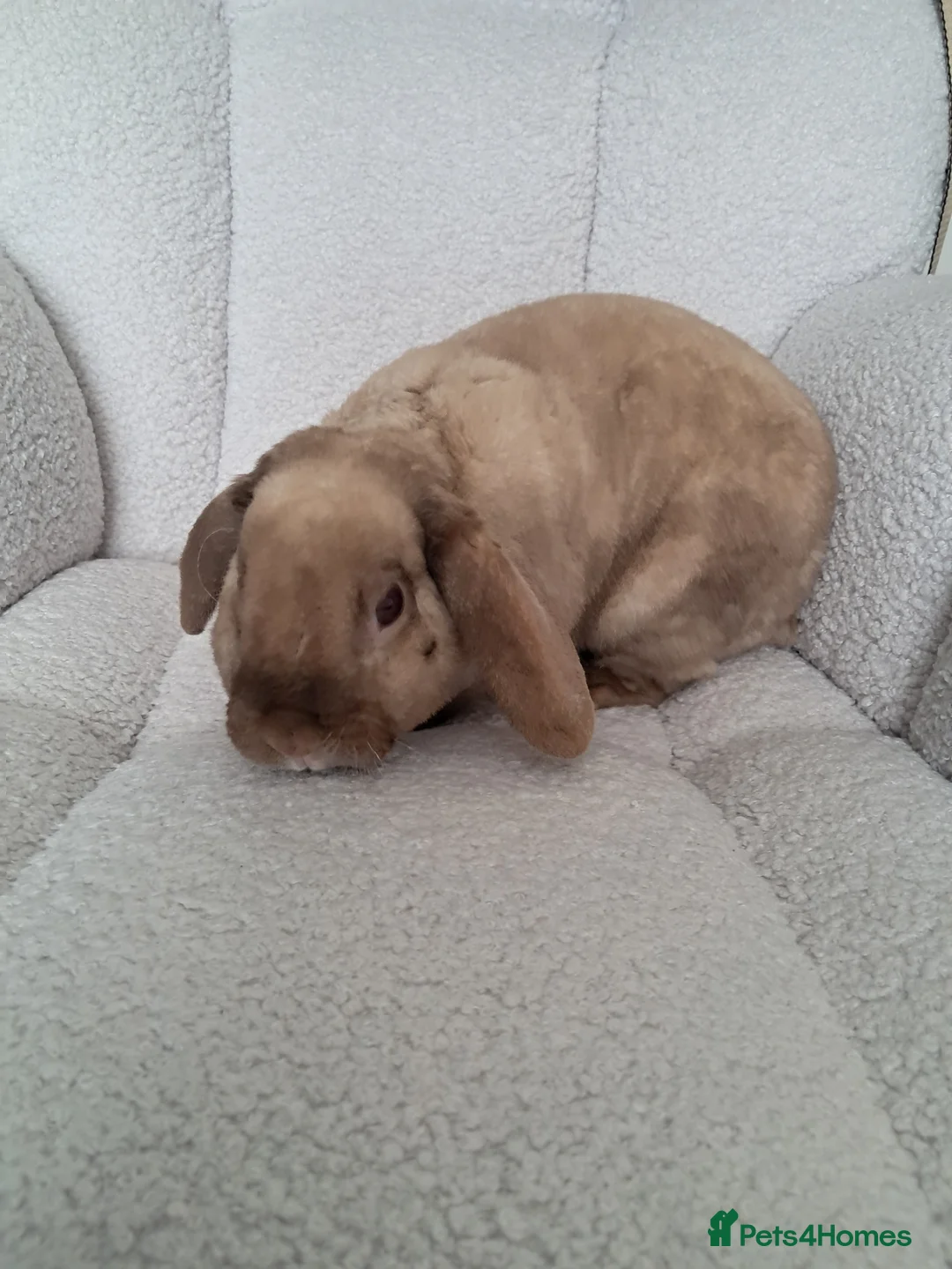 Mixed Breed rabbits for sale: Plush mini lop doe - Advert 3