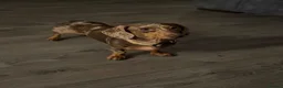 Miniature Dachshund dogs for sale: Beautiful dapple 2yr old girl  in Sheerness - Advert 4