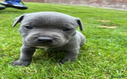 Staffordshire Bull Terrier dogs for sale: Blue Staffordshire Bull Terrier Puppies KC reg - Image 8