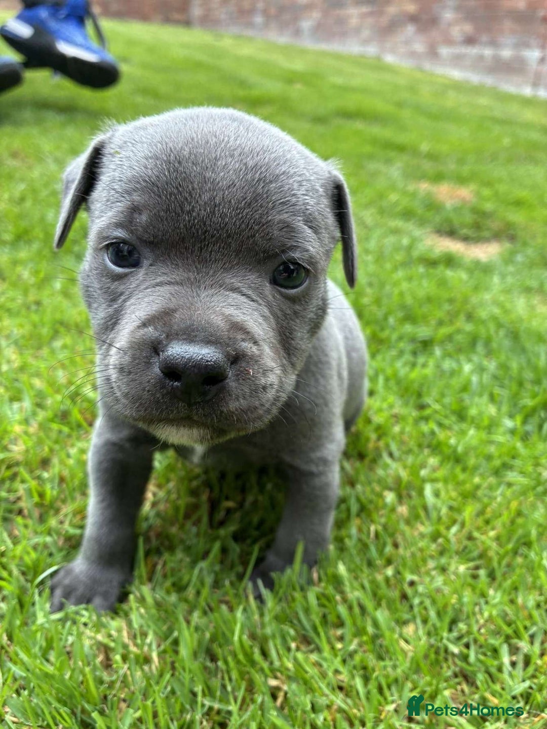 Staffordshire Bull Terrier dogs for sale: Blue Staffordshire Bull Terrier Puppies KC reg - Image 8