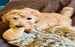 Labradoodle dogs for sale:  Adorable 🥰 Miniature Labradoodle Puppies F2B  - Image 28
