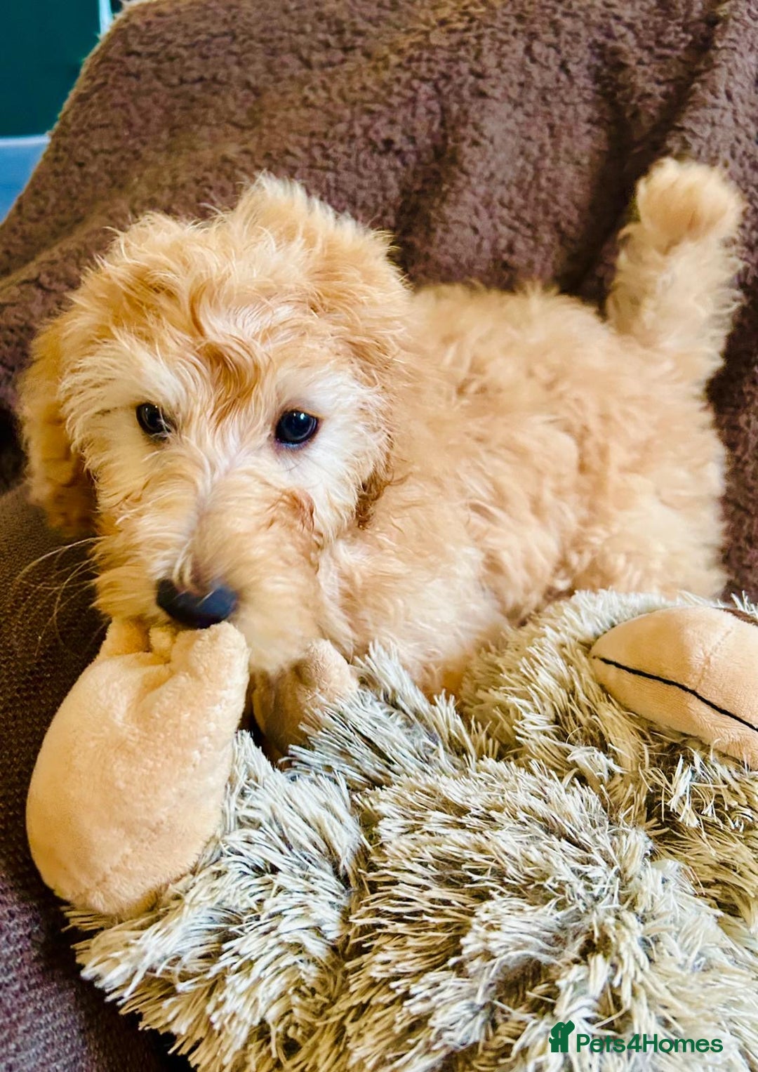 Labradoodle dogs for sale:  Adorable 🥰 Miniature Labradoodle Puppies F2B  - Image 28