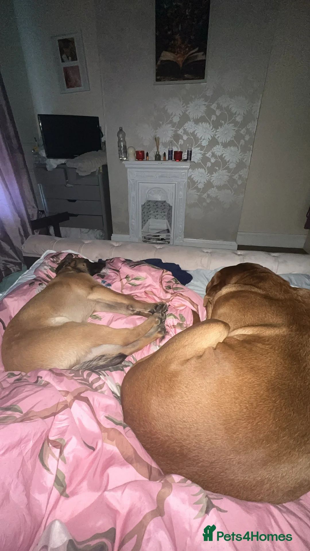 Belgian Shepherd Dog dogs for sale: Buddy, 4 months old - Advert 6