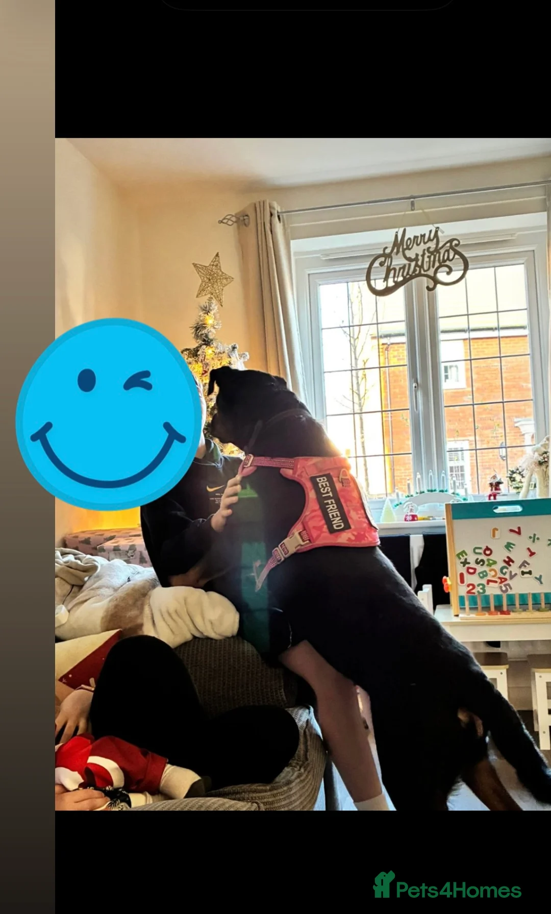 Rottweiler dogs for sale: Rottweiler in Congleton - Advert 2