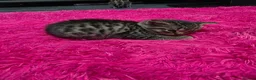 Mixed Breed cats for sale: Beautifull kittens ready to go  - Advert 25