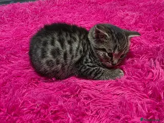 Mixed Breed cats Beautifull kittens ready to go - Advert 9