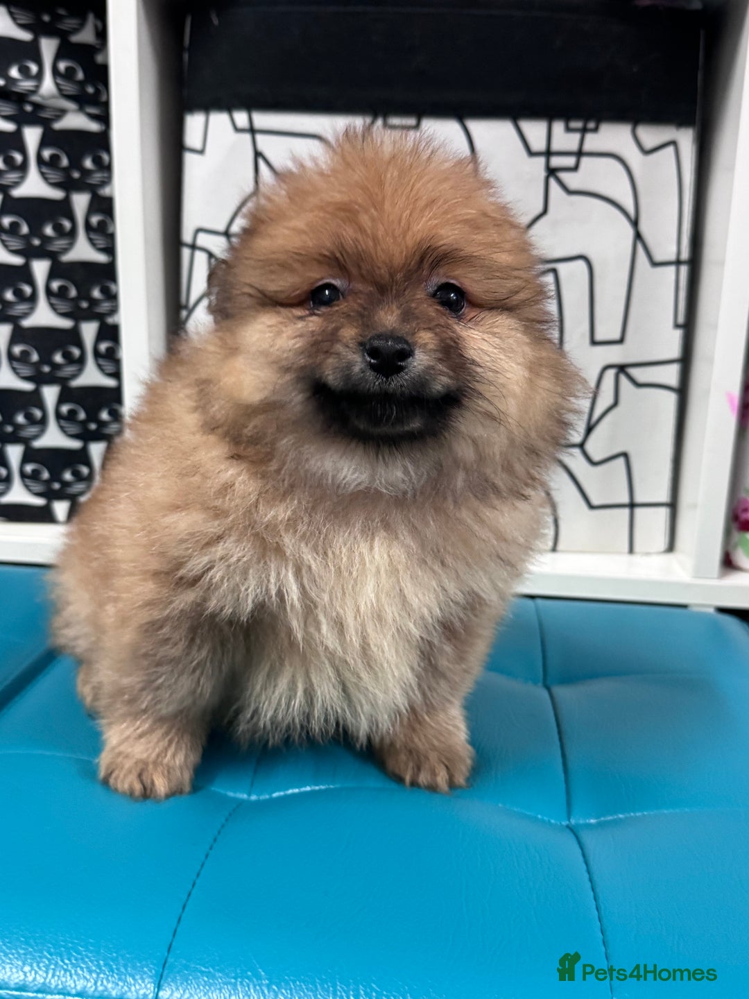 Pomeranian dogs for sale: FLUFFY POMERANIAN FOR SALE 🥰 - Advert 9