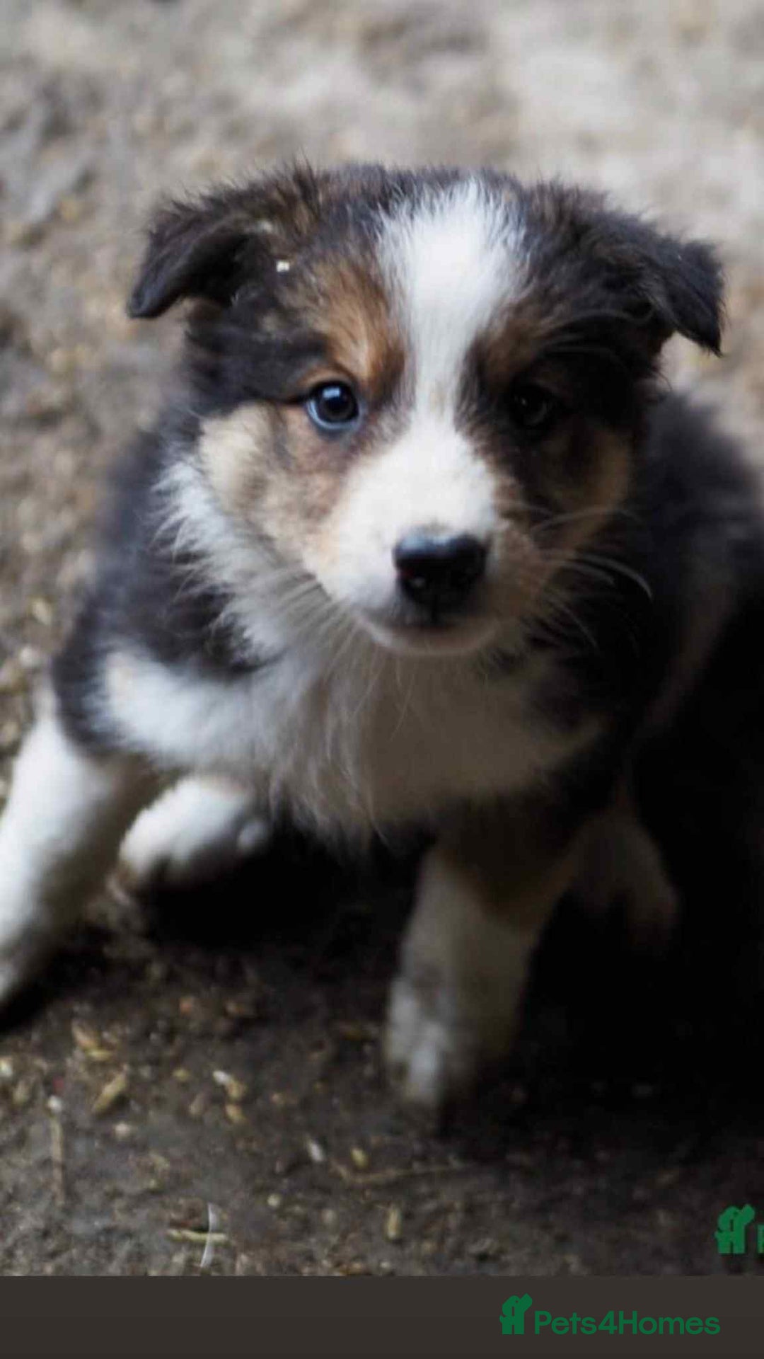 Mixed Breed dogs for sale: 13 week old collie mix - Advert 1