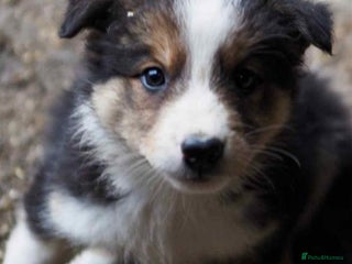 Mixed Breed dogs 12 week old collie mix - Advert 6