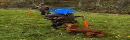 Cocker Spaniel dogs for sale: Working KC Registered Cocker Spaniel pups  - Advert 7