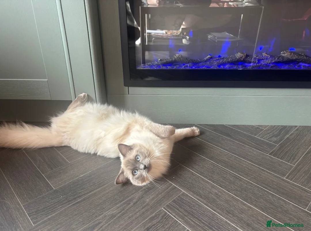 Ragdoll cats for sale: Beautiful 6mo ragdoll girl in Didcot - Advert 1
