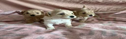 Maltipoo dogs for sale: Exquisite F1 Maltipoo Puppies in Chislehurst - Advert 4