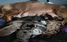 Miniature Dachshund dogs for sale: Stunning KC reg miniature dachshund - Image 5