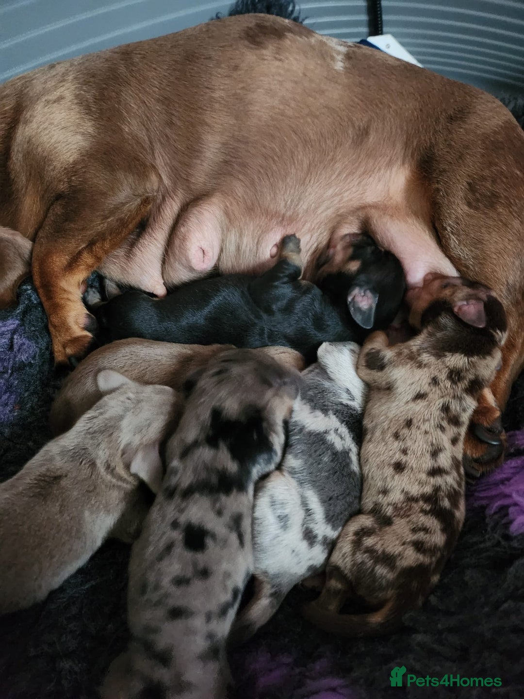 Miniature Dachshund dogs for sale: Stunning KC reg miniature dachshund - Image 5