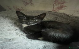 Dwelf cats for sale: Elf Sphynx cross  - Image 5