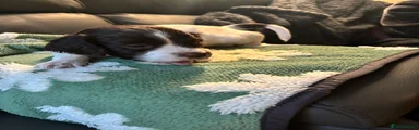 English Springer Spaniel 8