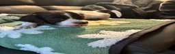 English Springer Spaniel dogs for sale: Beautiful litter 9 English Springer Spaniel pups - Advert 22