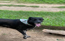 Mixed Breed dogs for adoption: 💖🐶 CARMEN 🐶💖 - Image 12