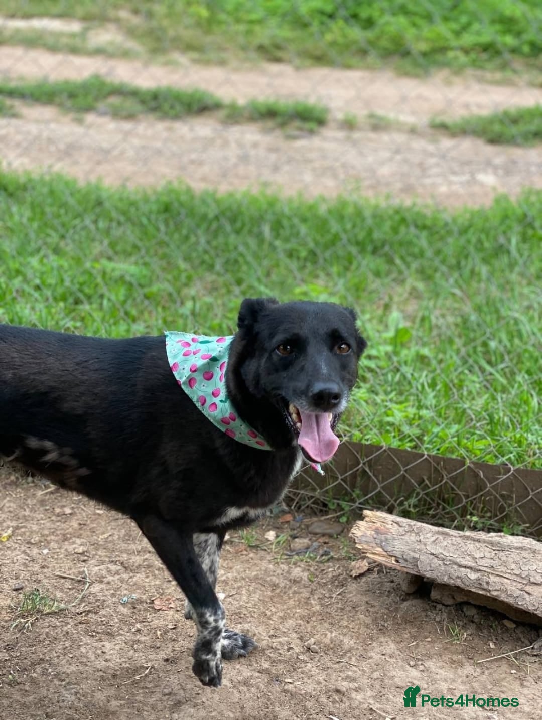Mixed Breed dogs for adoption: 💖🐶 CARMEN 🐶💖 - Image 12