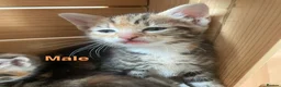 Mixed Breed cats for sale: Kittens for sale  in Pontypridd - Advert 3