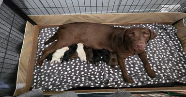 Labrador Retriever dogs - Advert 9