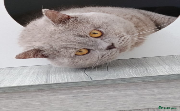 British Shorthair cats - Advert 1