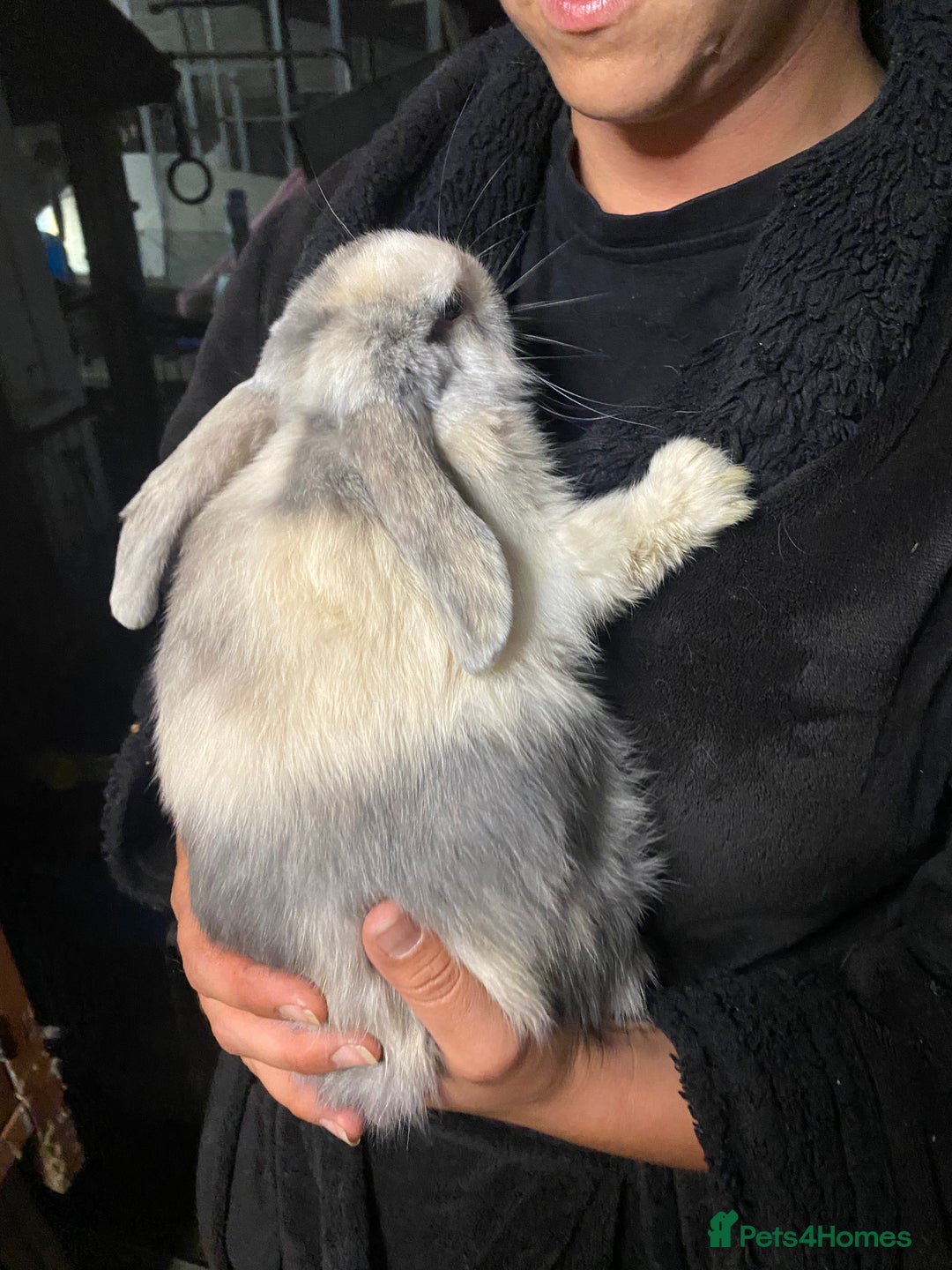 Mini Lop rabbits for sale: Mini lop bunnies for sale  - Image 9