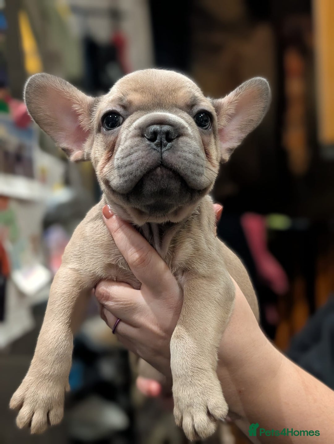 French Bulldog dogs for sale: Lilac fawn french bulldog male pup  - Image 2