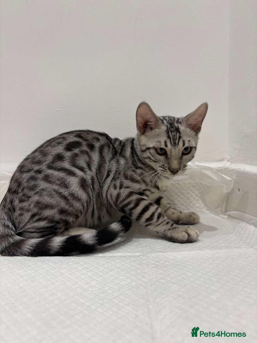 Bengal cats for sale: 2 BENGAL BOYS FOR SALE!  - Advert 7