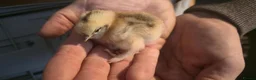 Chickens poultry for sale: Silkie x pekin bantam  - Advert 9