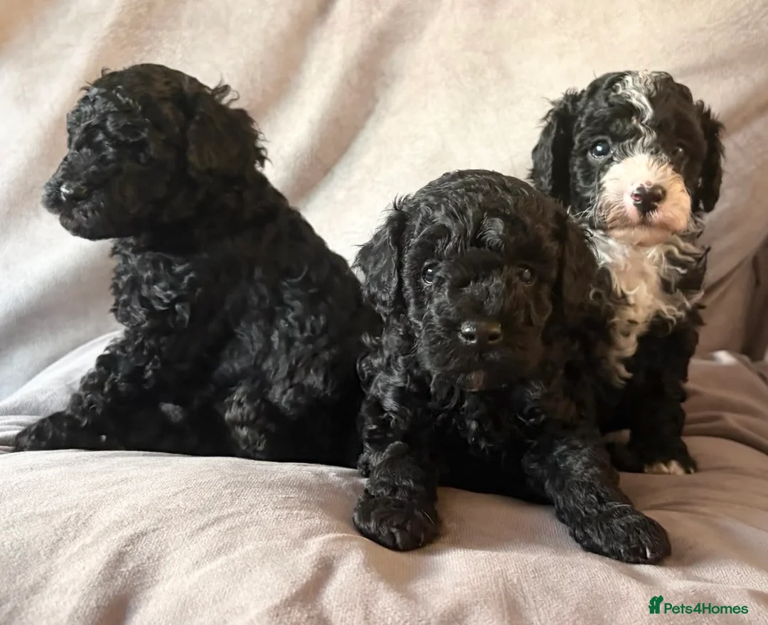 Cavapoo dogs for sale: Beautifully bred tiny toy Cavapoos  - Advert 1