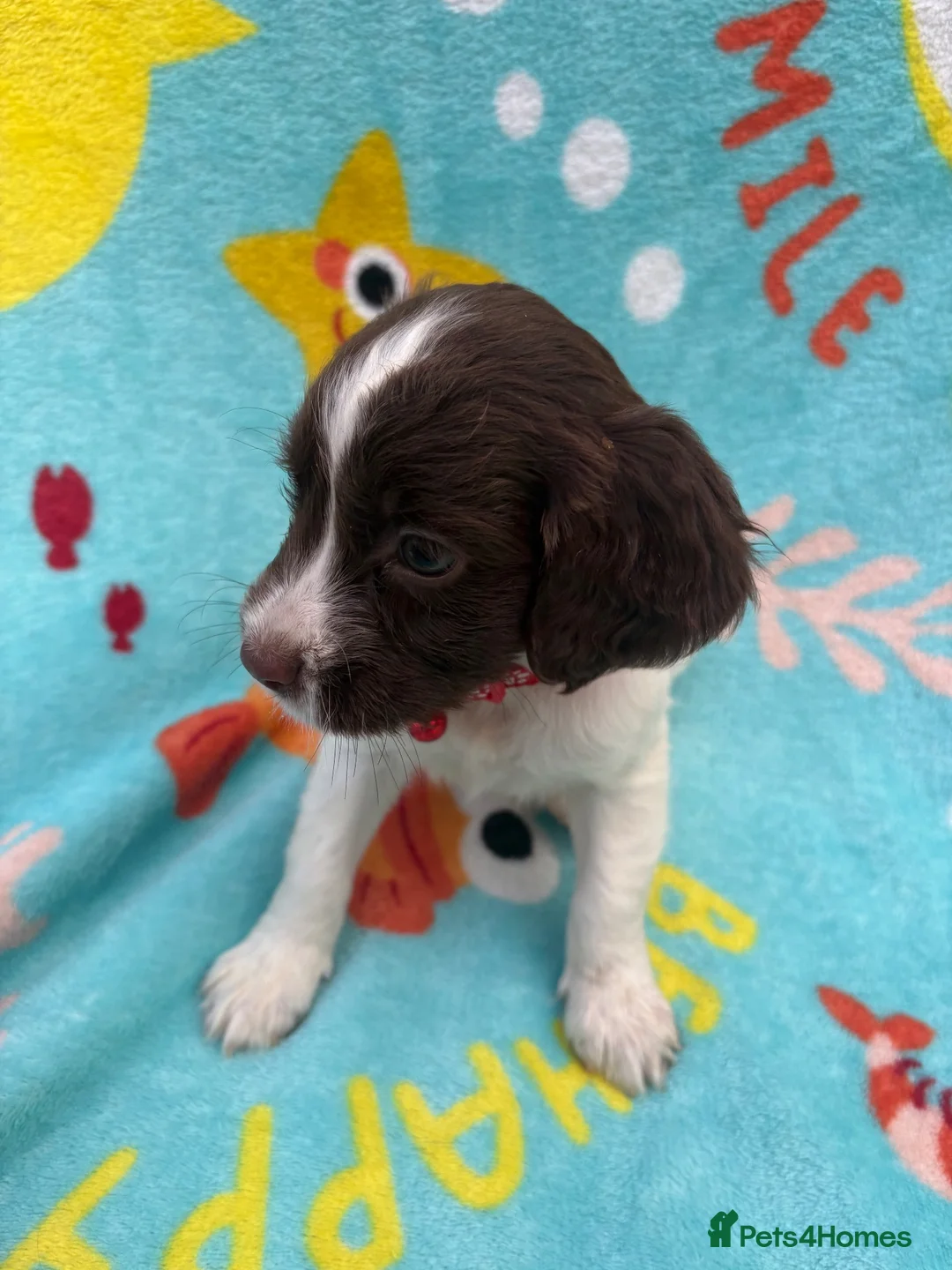 Sprocker dogs for sale: Sprocker spaniel puppies  in St. Neots - Advert 2