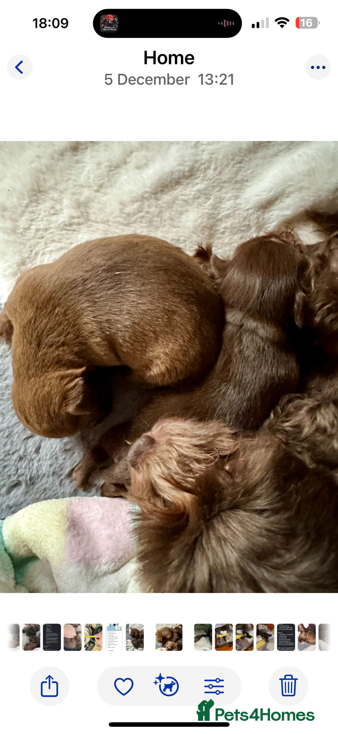 Chihuahua dogs for sale: X2 Gorgeous Chihuahua little ladies - Advert 10