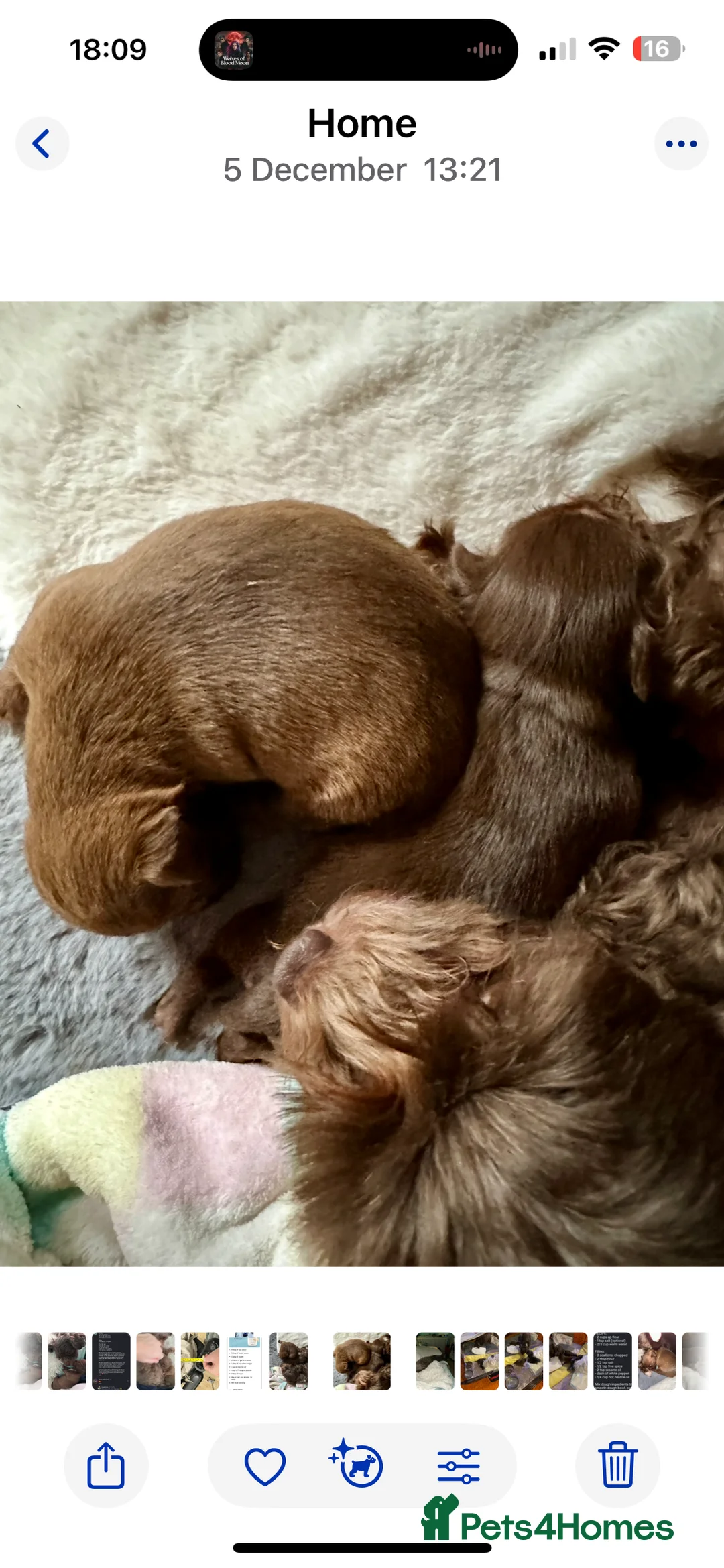 Chihuahua dogs for sale: X2 Gorgeous Chihuahua little ladies - Advert 10