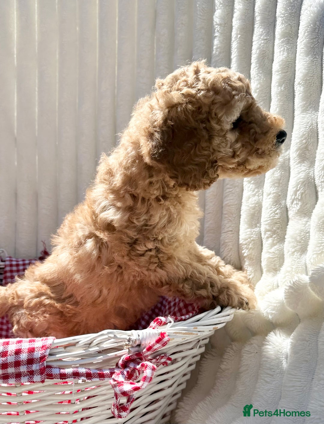 Cockapoo dogs for sale: Mini Cockapoo Puppies Kent - Image 19