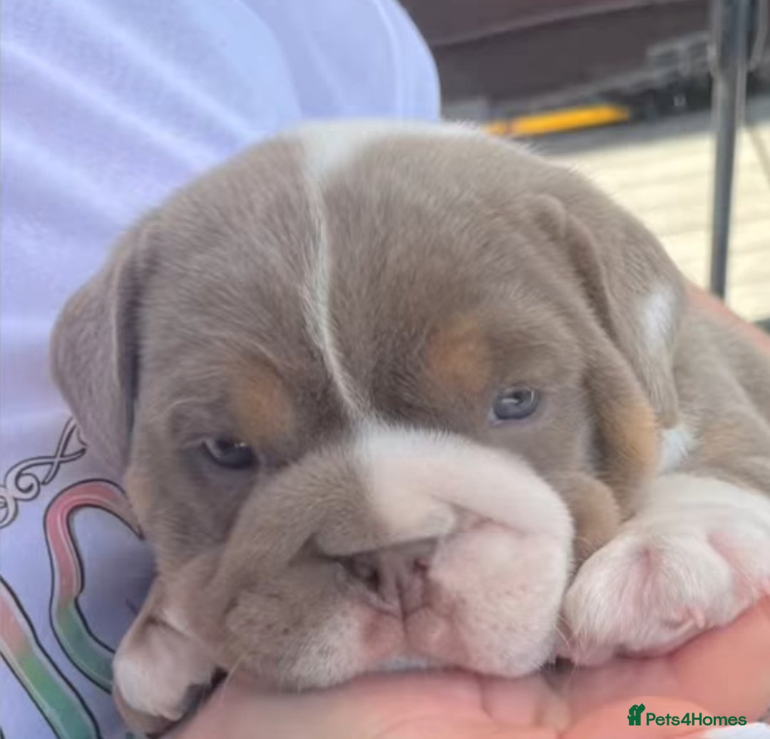 English Bulldog dogs for stud: Chocolate and tan stud includes 2 ai in Walsall - Image 31