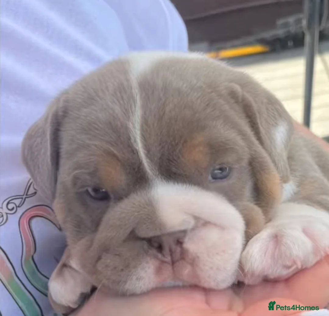 English Bulldog dogs for stud: Chocolate and tan stud includes 2 ai in Walsall - Advert 31