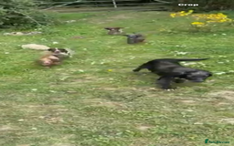 Cocker Spaniel dogs for sale: Cocker spaniel puppies  - Image 7