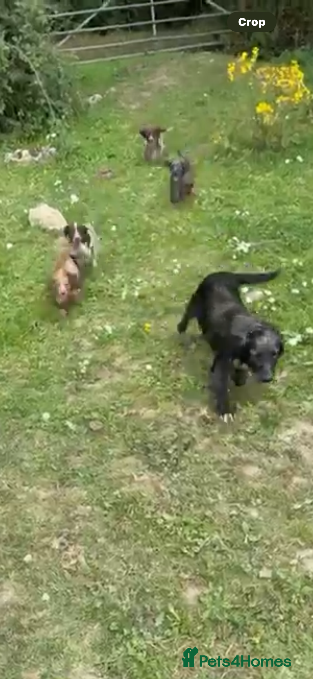 Cocker Spaniel dogs for sale: Cocker spaniel puppies  - Image 7