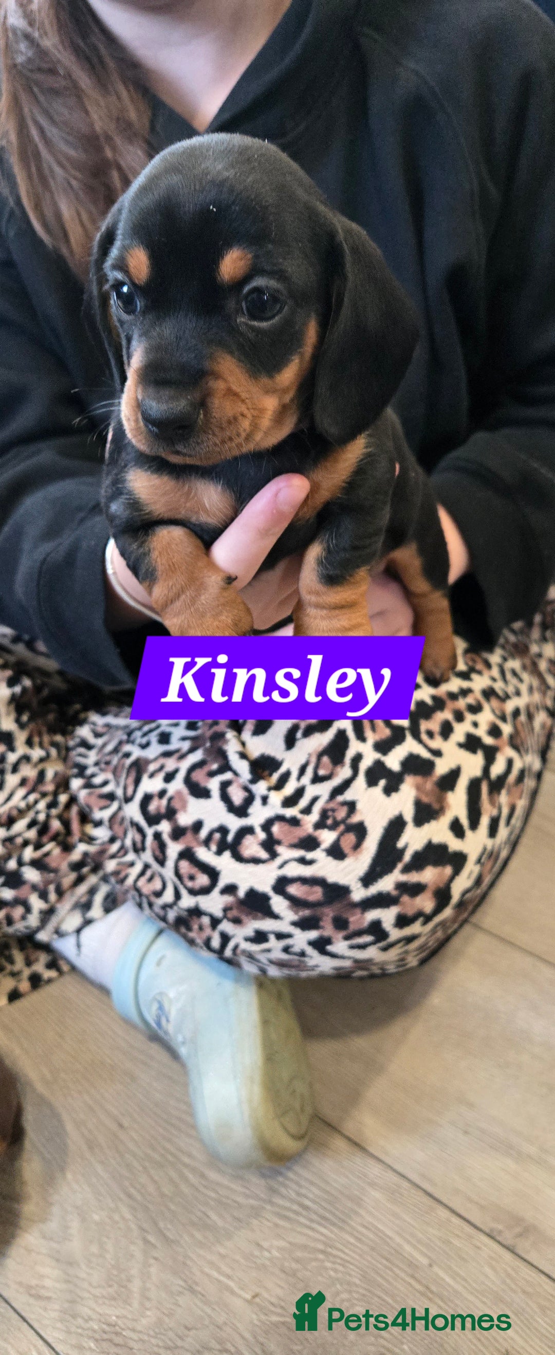 Dachshund dogs for sale: Beautiful Daxis - Advert 12