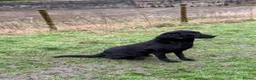 Labrador Retriever dogs for sale: Superb black Labrador bitch  - Advert 2
