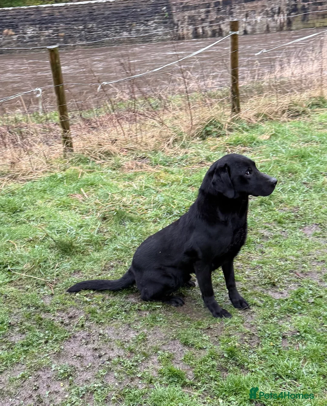 Labrador Retriever dogs for sale: Superb black Labrador bitch  - Advert 2