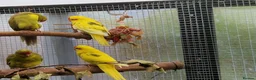 Parrots birds for sale: 5x kakarikis chicks ready now - Advert 3